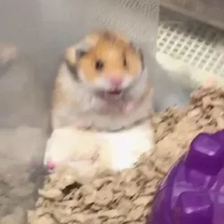 😧-Hamsters, Telegram Sticker