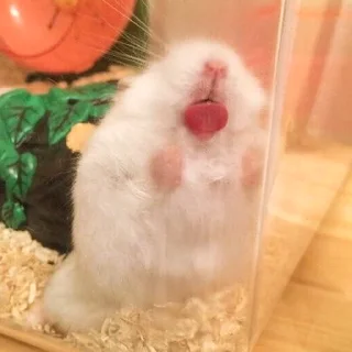 😛-Hamsters, Telegram Sticker