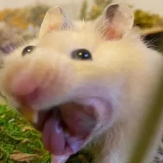 🤢-Hamsters, Telegram Sticker