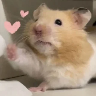 😍-Hamsters, Telegram Sticker