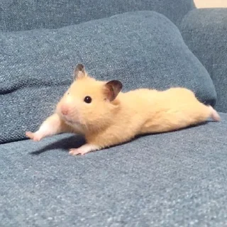 🤗-Hamsters, Telegram Sticker