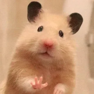 🖐️-Hamsters, Telegram Sticker
