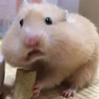 😧-Hamsters, Telegram Sticker
