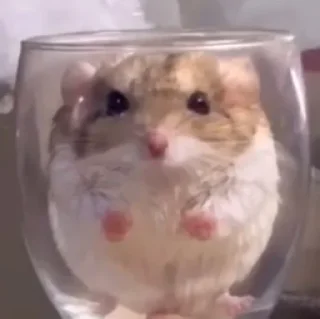 😠-Hamsters, Telegram Sticker
