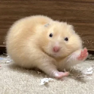 👋-Hamsters, Telegram Sticker
