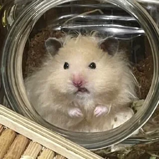 😠-Hamsters, Telegram Sticker
