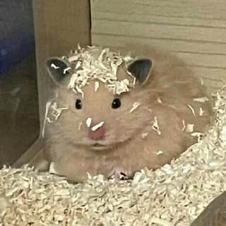 🫠-Hamsters, Telegram Sticker