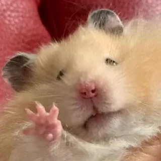 🖐️-Hamsters, Telegram Sticker