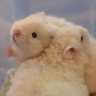 🫂-Hamsters, Telegram Sticker