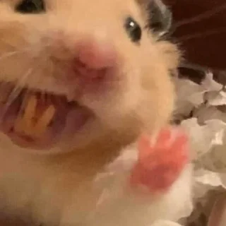 👋-Hamsters, Telegram Sticker