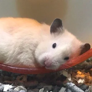 😮‍💨-Hamsters, Telegram Sticker