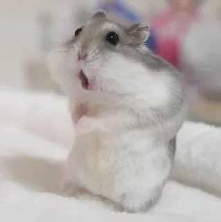 😲-Hamsters, Telegram Sticker