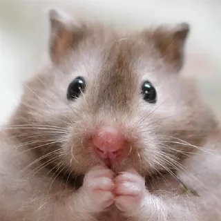 🫢-Hamsters, Telegram Sticker