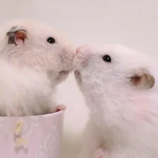 🥰-Hamsters, Telegram Sticker