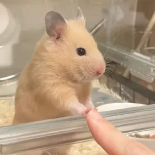 👉-Hamsters, Telegram Sticker