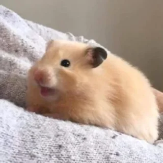 😄-Hamsters, Telegram Sticker
