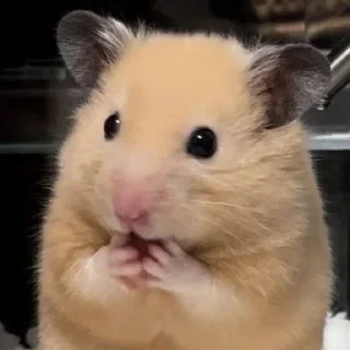 🫢-Hamsters, Telegram Sticker