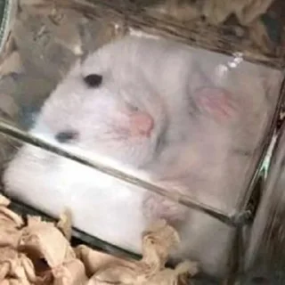 😐-Hamsters, Telegram Sticker