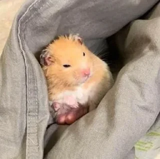 🥴-Hamsters, Telegram Sticker
