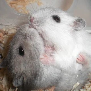 😘-Hamsters, Telegram Sticker