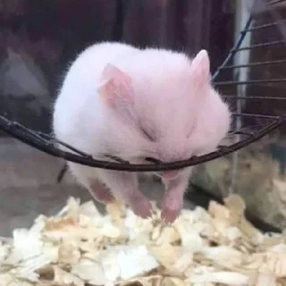 😮‍💨-Hamsters, Telegram Sticker