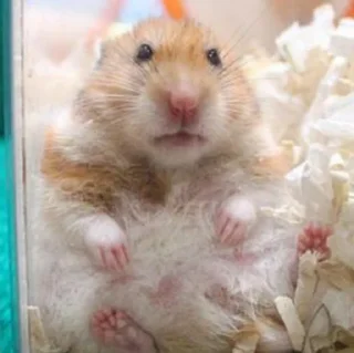 🤨-Hamsters, Telegram Sticker