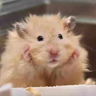 😮‍💨-Hamsters, Telegram Sticker