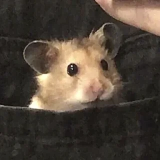 😳-Hamsters, Telegram Sticker