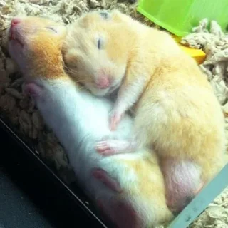 😴-Hamsters, Telegram Sticker