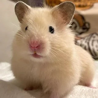 😳-Hamsters, Telegram Sticker
