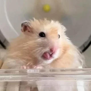 😛-Hamsters, Telegram Sticker