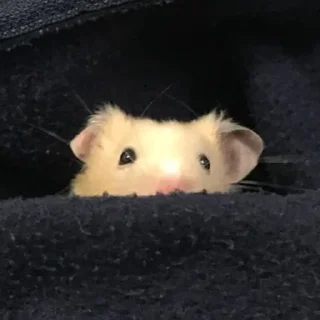 😳-Hamsters, Telegram Sticker