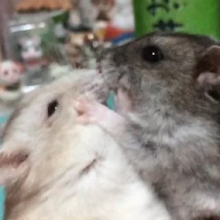 😠-Hamsters, Telegram Sticker