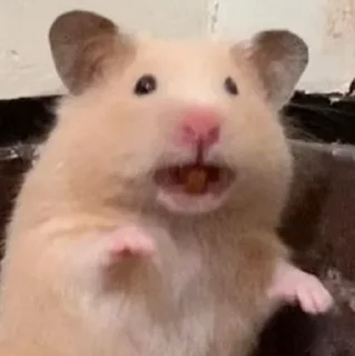 😧-Hamsters, Telegram Sticker