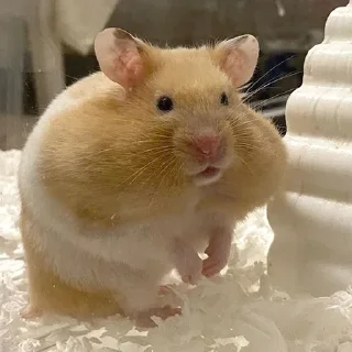 😕-Hamsters, Telegram Sticker
