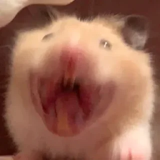 😆-Hamsters, Telegram Sticker