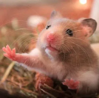 🤗-Hamsters, Telegram Sticker