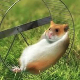 😏-Hamsters, Telegram Sticker