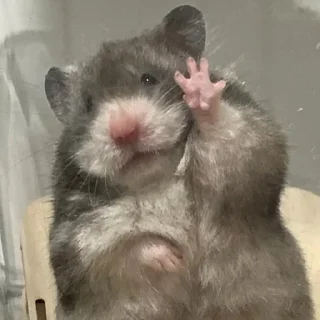 🤗-Hamsters, Telegram Sticker