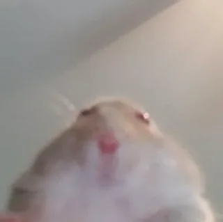 😳-Hamsters, Telegram Sticker