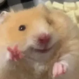 ✌️-Hamsters, Telegram Sticker