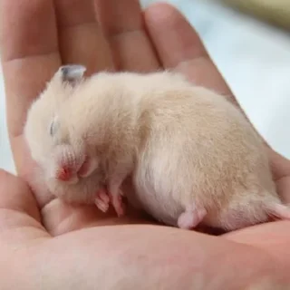 😴-Hamsters, Telegram Sticker