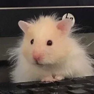 😳-Hamsters, Telegram Sticker