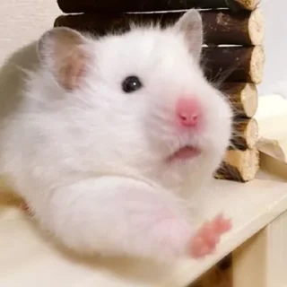 🤚-Hamsters, Telegram Sticker