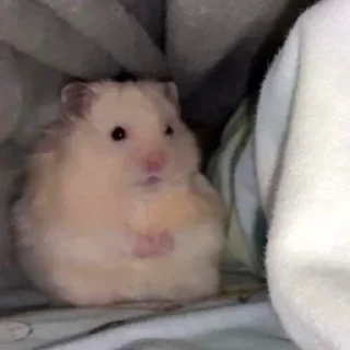 🥺-Hamsters, Telegram Sticker