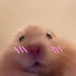 😳-Hamsters, Telegram Sticker