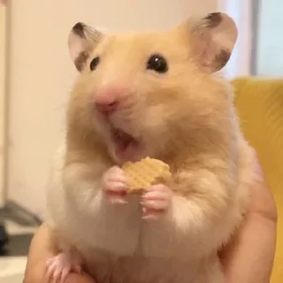 😯-Hamsters, Telegram Sticker