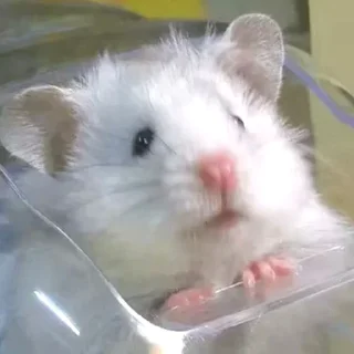 🙂-Hamsters, Telegram Sticker