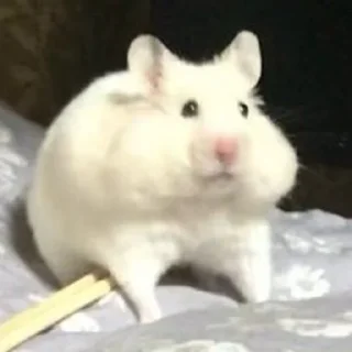 🫤-Hamsters, Telegram Sticker