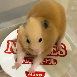😮‍💨-Hamsters, Telegram Sticker
